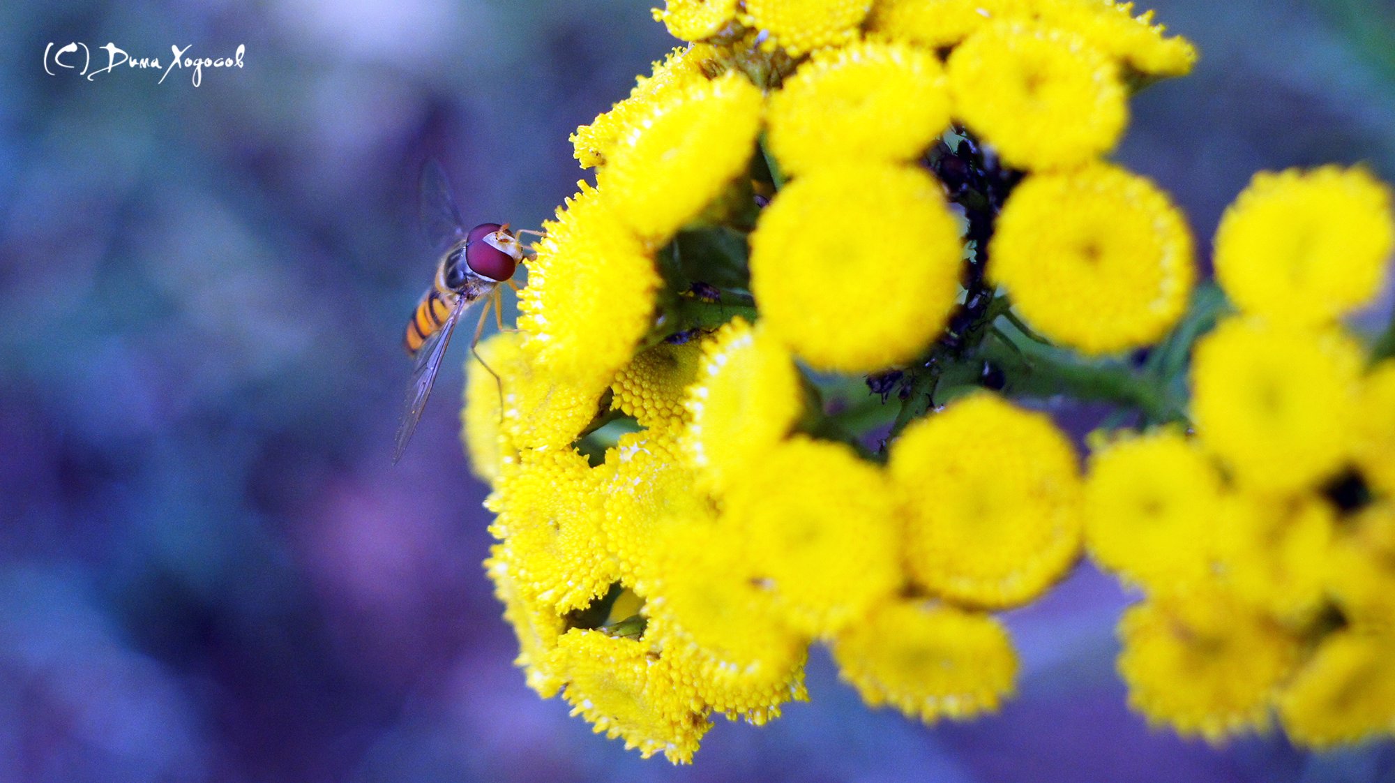 Anthophila
